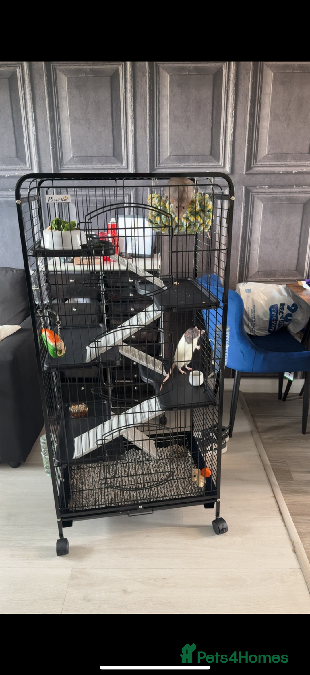 Rat rodents for sale: Male rats  - Image 6