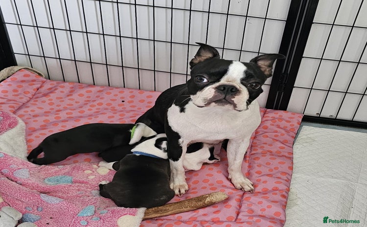 Boston Terrier dogs - Advert 1