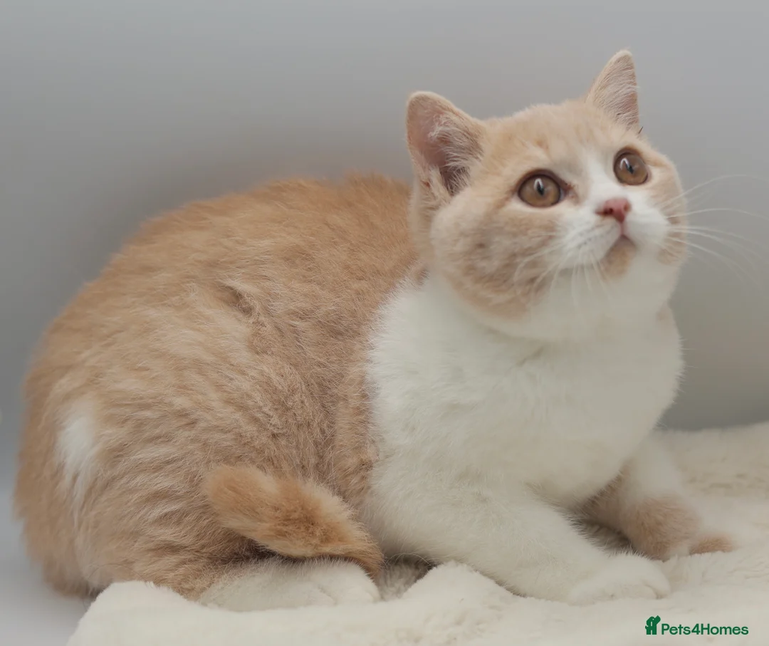British Shorthair cats for sale: PEDIGREE REGISTERED CHUNKY BRITISH SHORTHAIRS - Advert 2