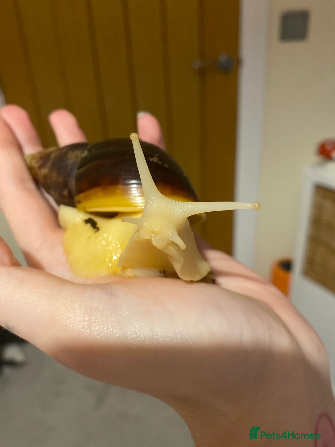 Snails invertebrates for sale: 3 giant African land snails for sale  - Advert 1