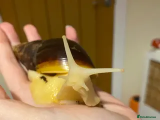 Snails invertebrates 3 giant African land snails for sale - Advert 1