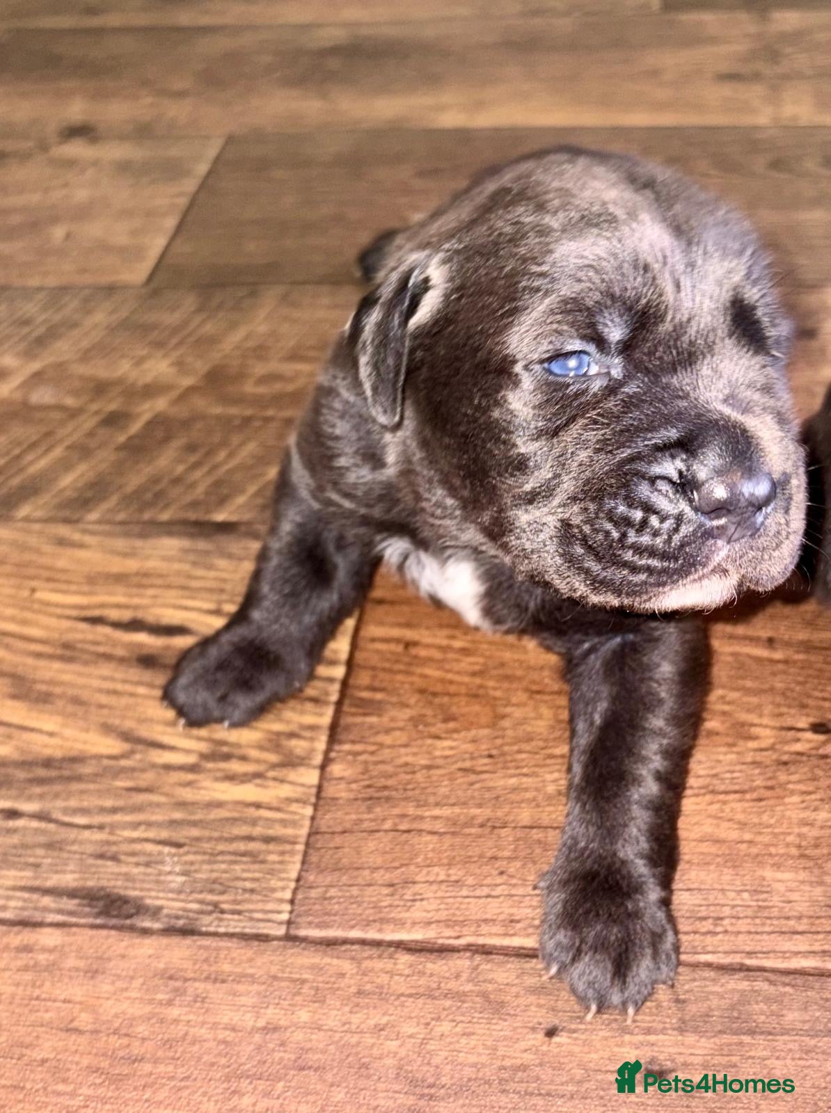 Mixed Breed dogs *ITALIAN MASTIFFS* Cane Corso x Presa Canario Pups - Advert 15
