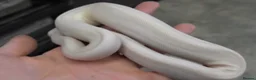 Python Snake reptiles for sale: Blue Eyed Leucistic (Super Mojave) Ball Python in High Wycombe - Advert 2