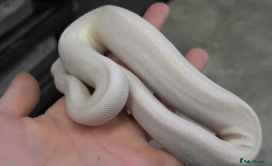 Python Snake reptiles for sale: Blue Eyed Leucistic (Super Mojave) Ball Python in High Wycombe - Advert 2