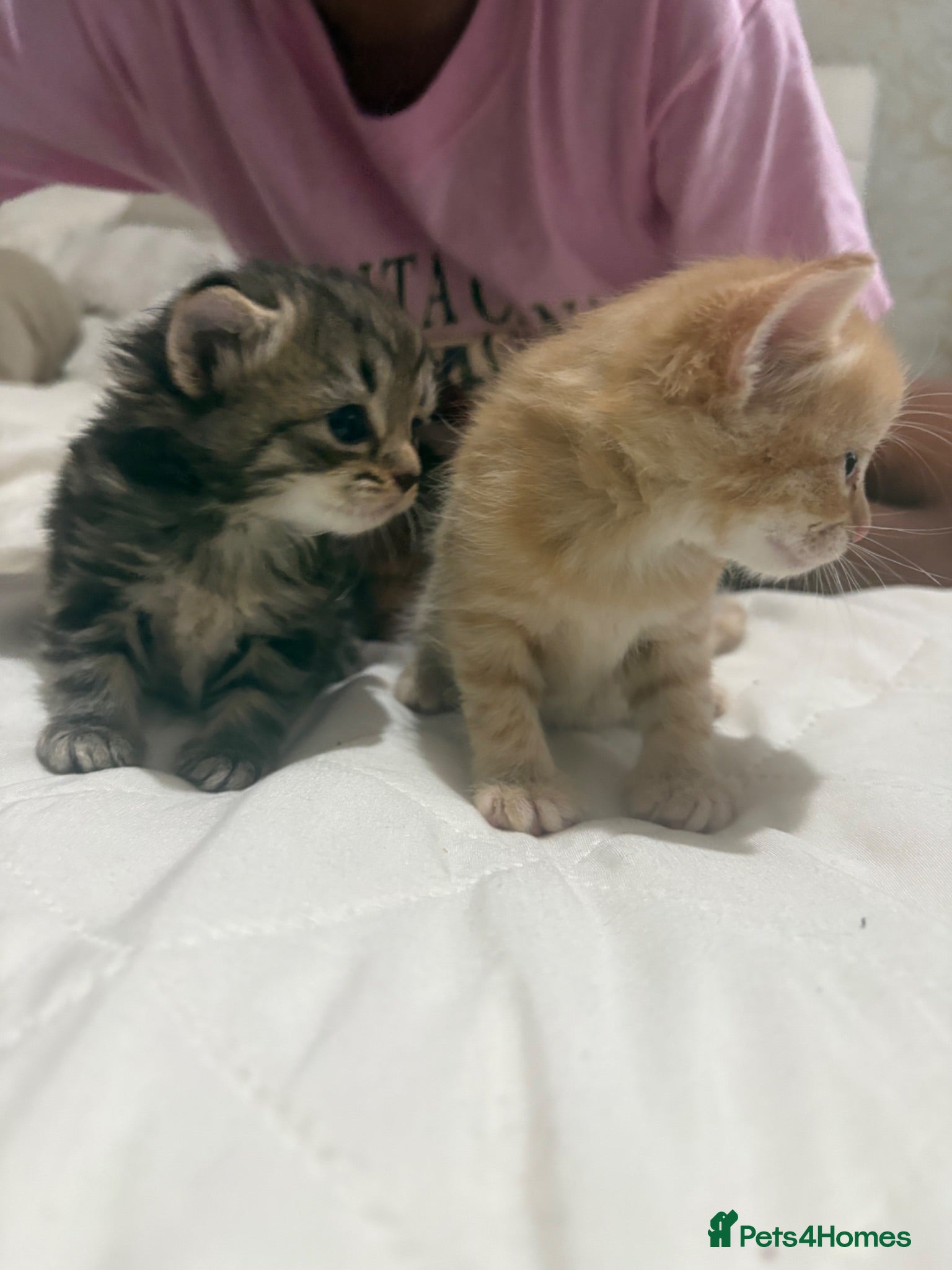 Mixed Breed cats Beautiful litter of kittens Bengal mum  - Advert 11