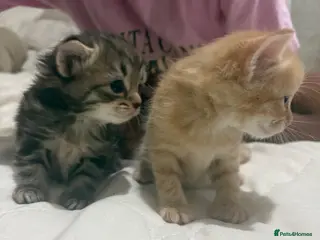 Mixed Breed cats Beautiful litter of kittens Bengal mum - Advert 11