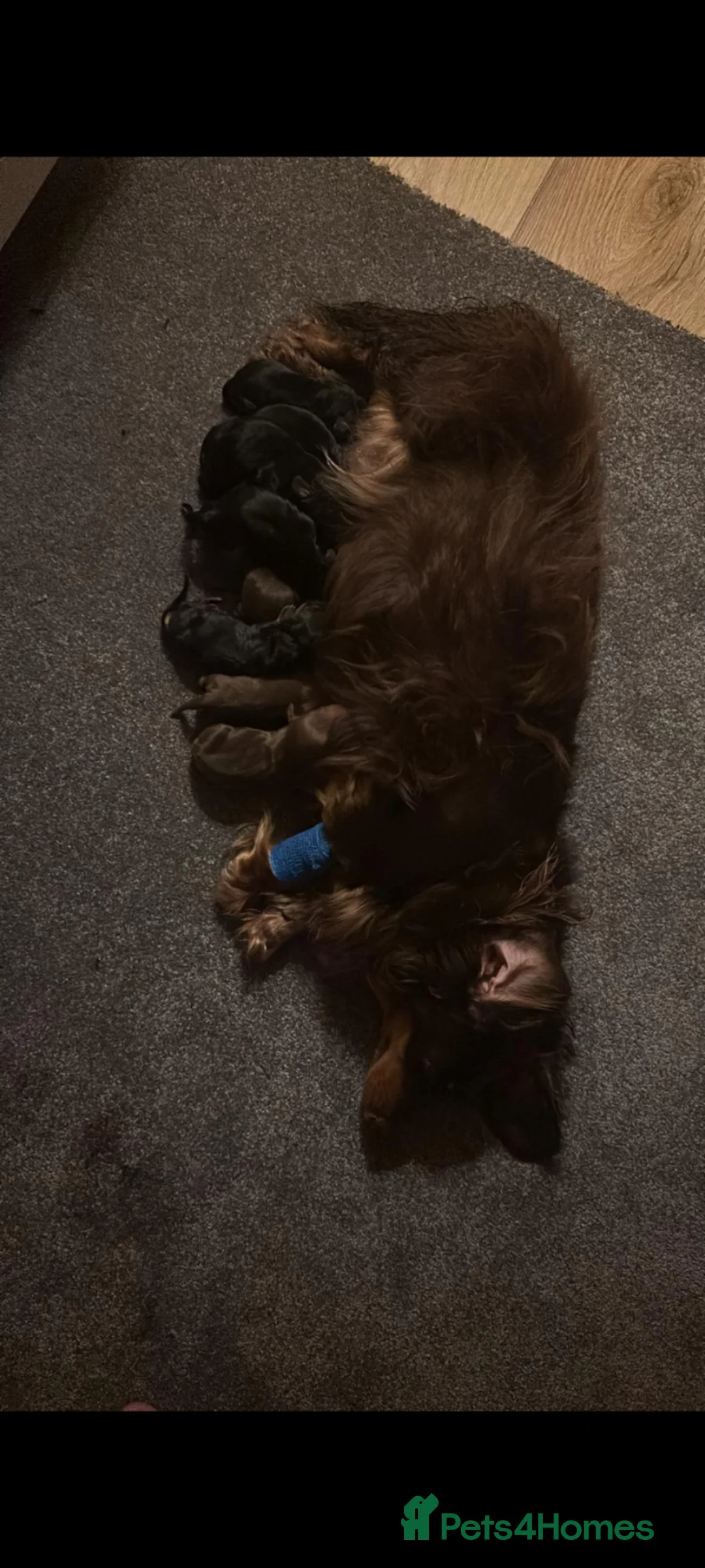 Dachshund dogs for sale: Beautiful Dachshund Puppies - Advert 8