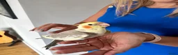 Cockatiels birds for sale: Hand reared cockatiels  - Advert 3