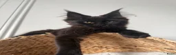Maine Coon cats for sale: 🐾Tica registered Maine Coon Kittens Available 🐾 - Advert 6