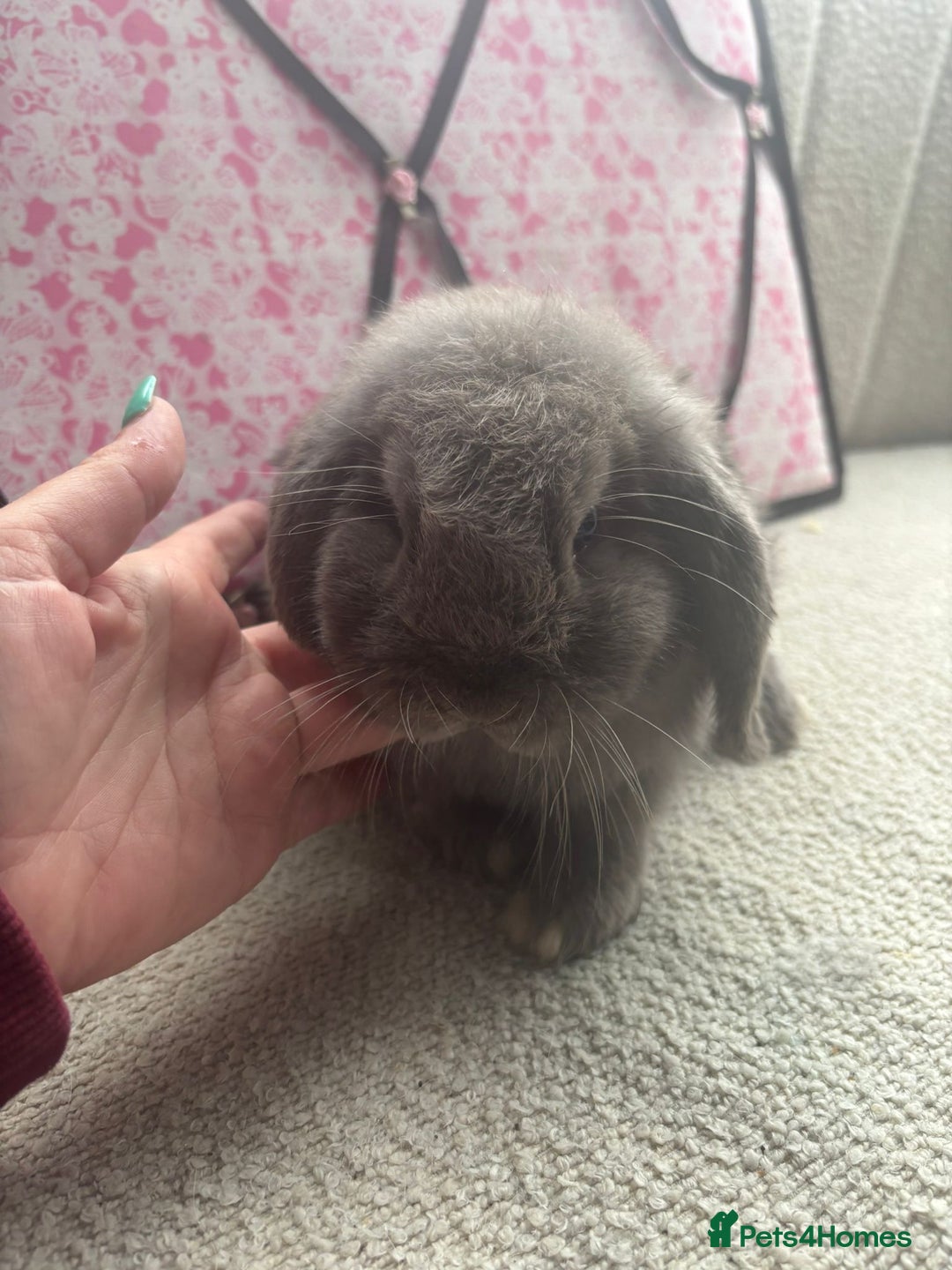 Mini Lop rabbits for sale: Pure bred Mini Lops - Image 13