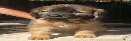 Leonberger dogs for sale: Leonberger puppy for sale  - exceptional quality - Advert 2