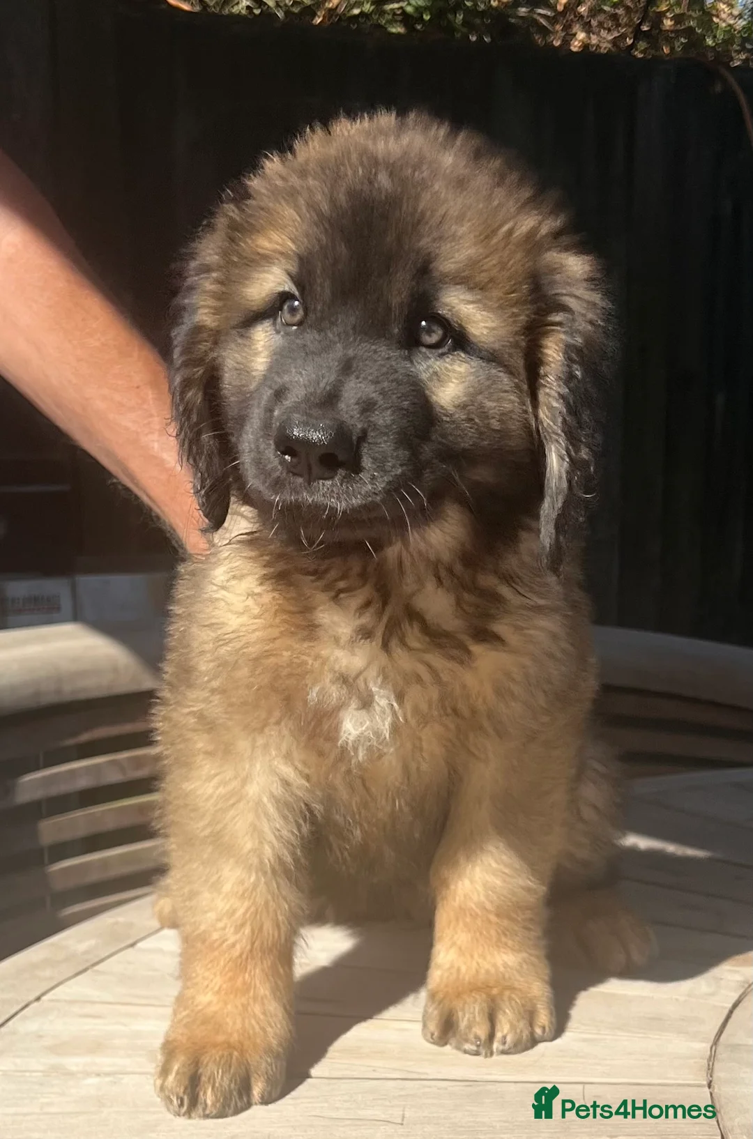 Leonberger dogs for sale: Leonberger puppy for sale  - exceptional quality - Advert 2