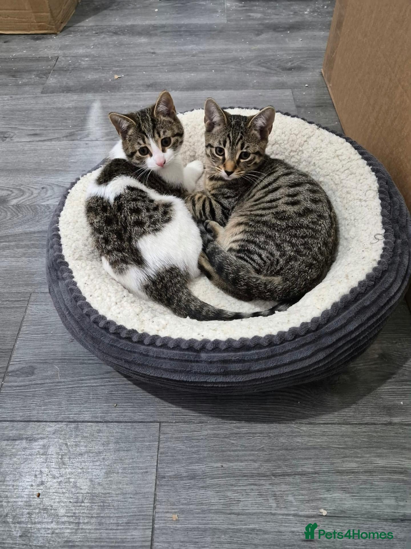 Domestic Shorthair cats for adoption: Poppy and Pip brother and sister for adoption ❤️ - Advert 9