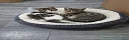 Domestic Shorthair cats for adoption: Poppy and Pip brother and sister for adoption ❤️ - Advert 1