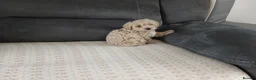 Maltipoo dogs for sale: Maltipoo puppies - Advert 31