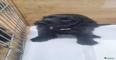 Cocker Spaniel dogs Gorgeous show type cocker spaniel puppies - Advert 1