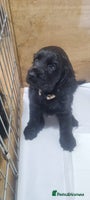 Cocker Spaniel dogs Gorgeous show type cocker spaniel puppies - Advert 1
