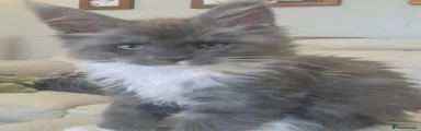 Maine Coon Kitten 1