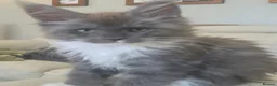 Maine Coon cats for sale: Tica registered maine coon kittens  - Advert 16