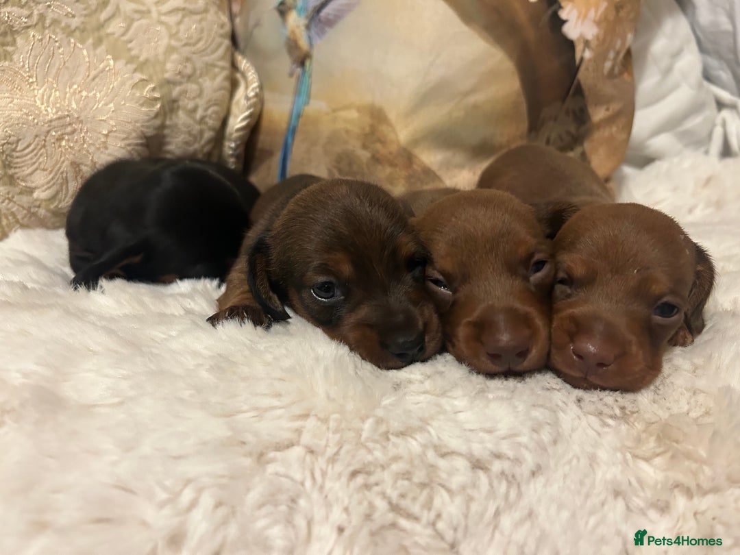 Miniature Dachshund dogs for sale: Kennel club registered litter of 4 pups - Image 13