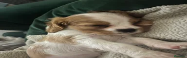 Cavalier King Charles Spaniel Puppy 1