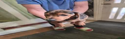Dachshund dogs for sale: Dchshund miniature - Advert 30