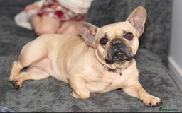 French Bulldog dogs for sale: French bulldog  - Image 1
