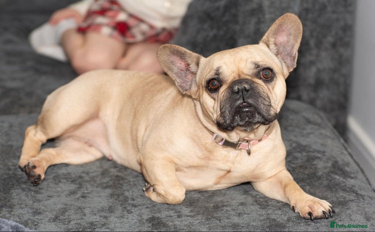 French Bulldog dogs - Advert 7