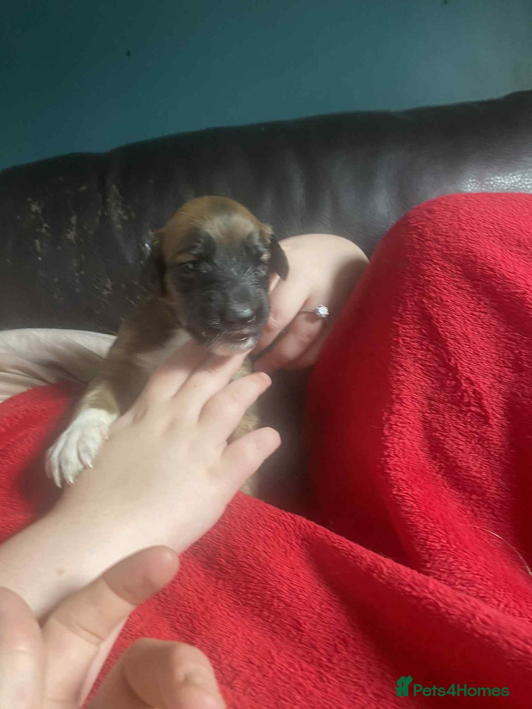 Mixed Breed dogs for sale: 3 tan girls remaining  - Image 16