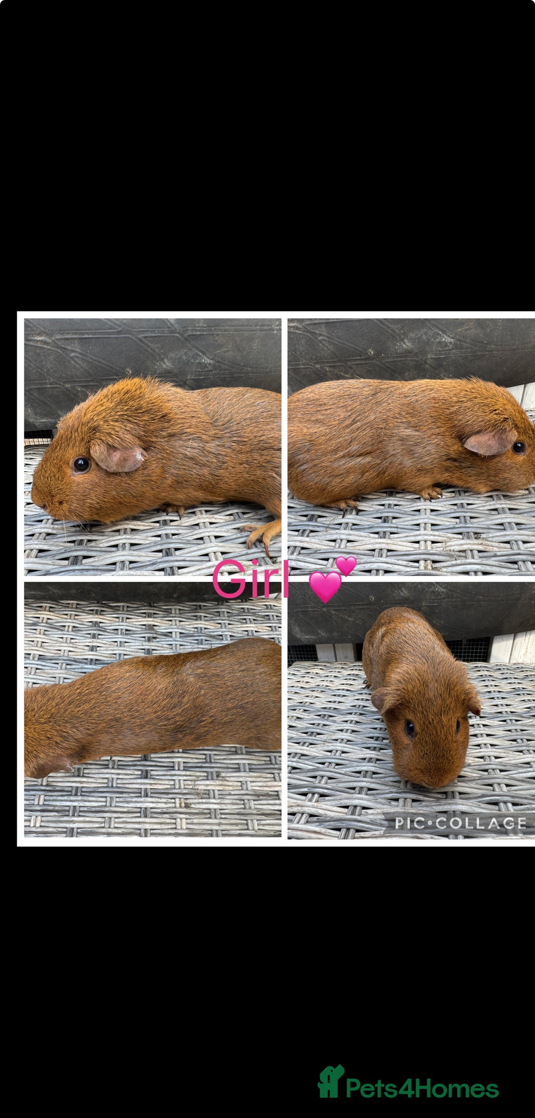Guinea Pig rodents for sale: Mixture of Girl & Boy piggy’s looking for new laps - Advert 11