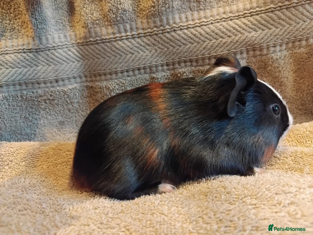 Guinea Pig rodents for sale: Tort and Whites, Self Chocolate Boar and Sow  - Advert 12
