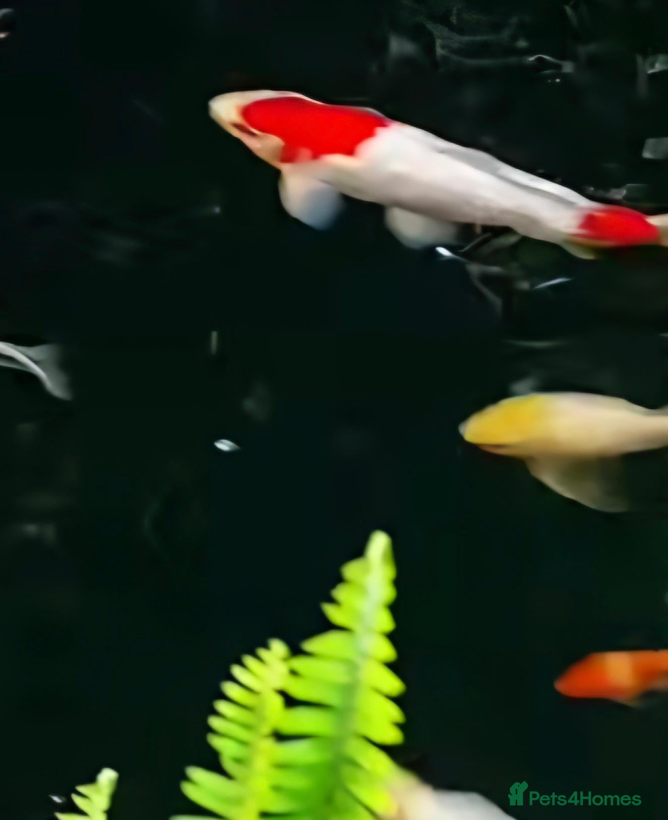 Koi Carp fish Koi carp  - Advert 3