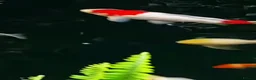 Koi Carp fish for sale: Koi carp  - Advert 1