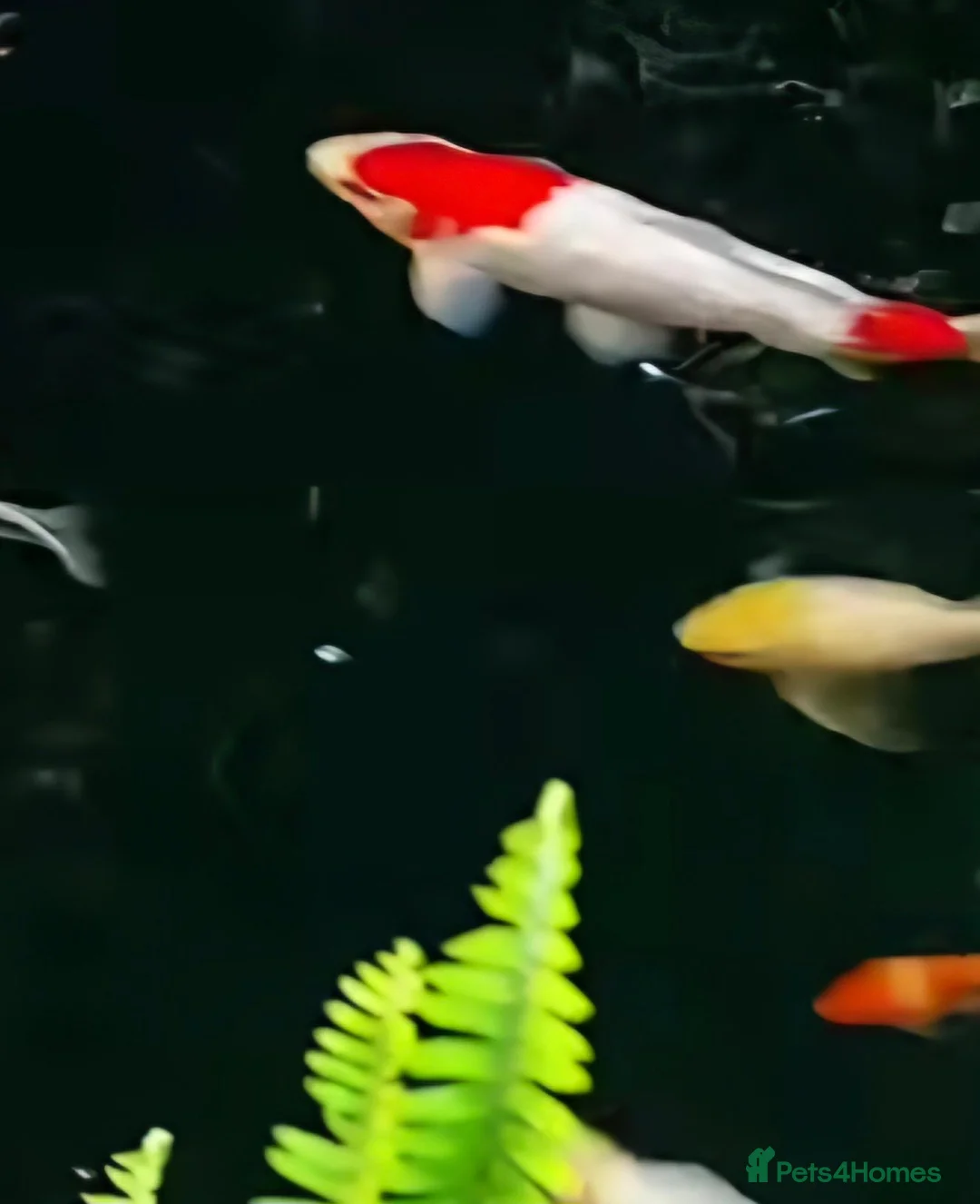 Koi Carp fish for sale: Koi carp  - Advert 1
