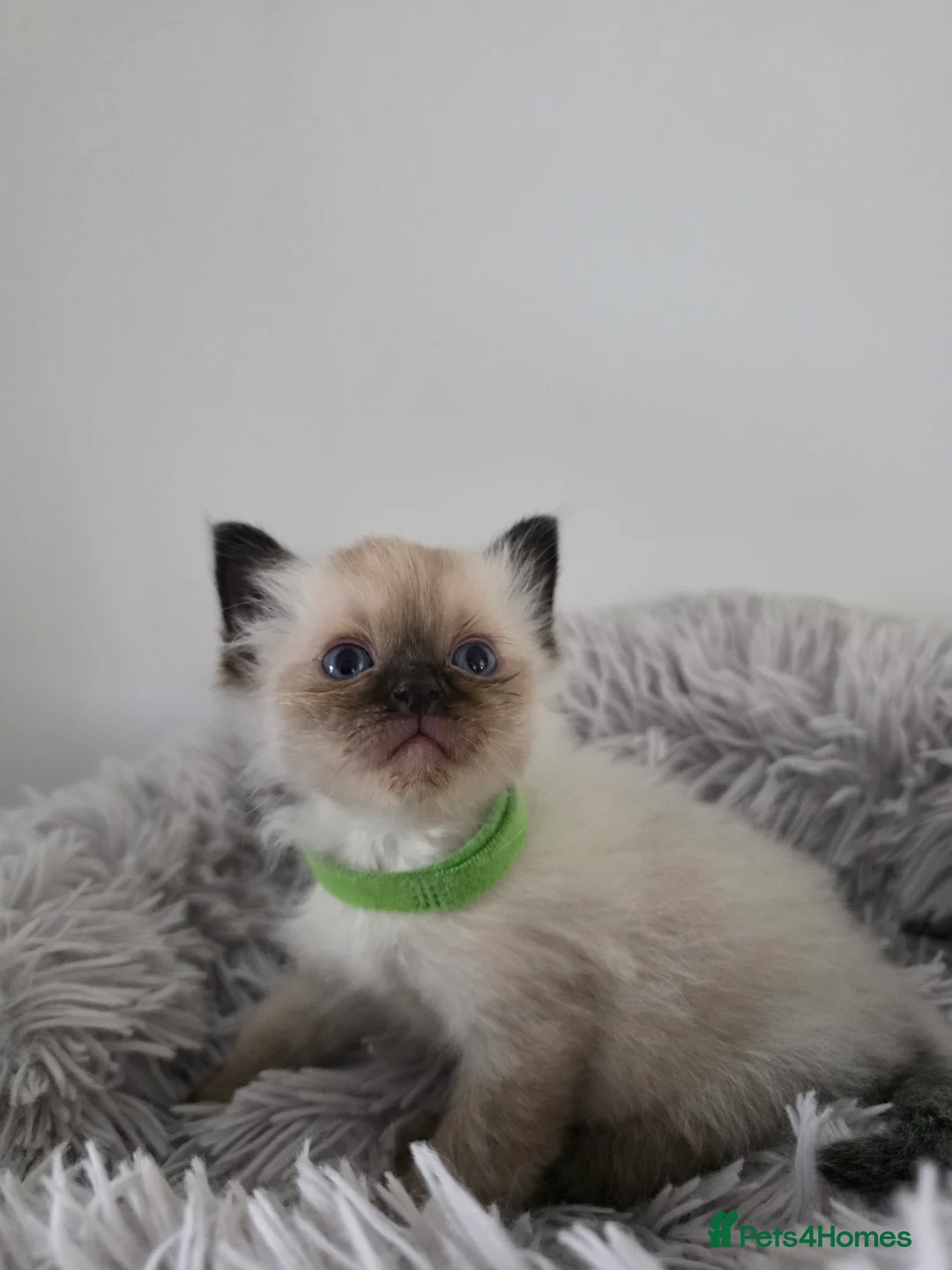 Ragdoll cats for sale: Gorgeous Ragdoll Kittens - Advert 9