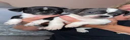 Chihuahua dogs for sale: Beautiful tiny chihuahua’s - Advert 7