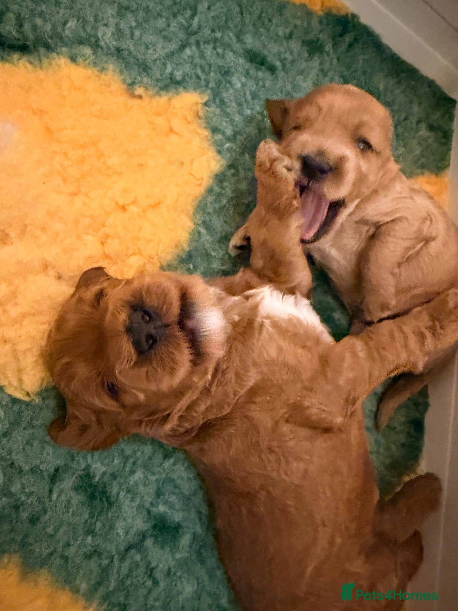Double Doodle dogs Two Beautiful Double Doodle Puppies – Boy & Girl - Advert 2