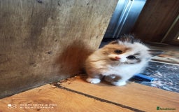 Siberian cats for sale: #4 lovely Siberian male kittens  - Image 11