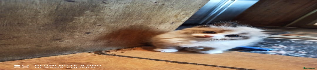 Siberian Kitten 3