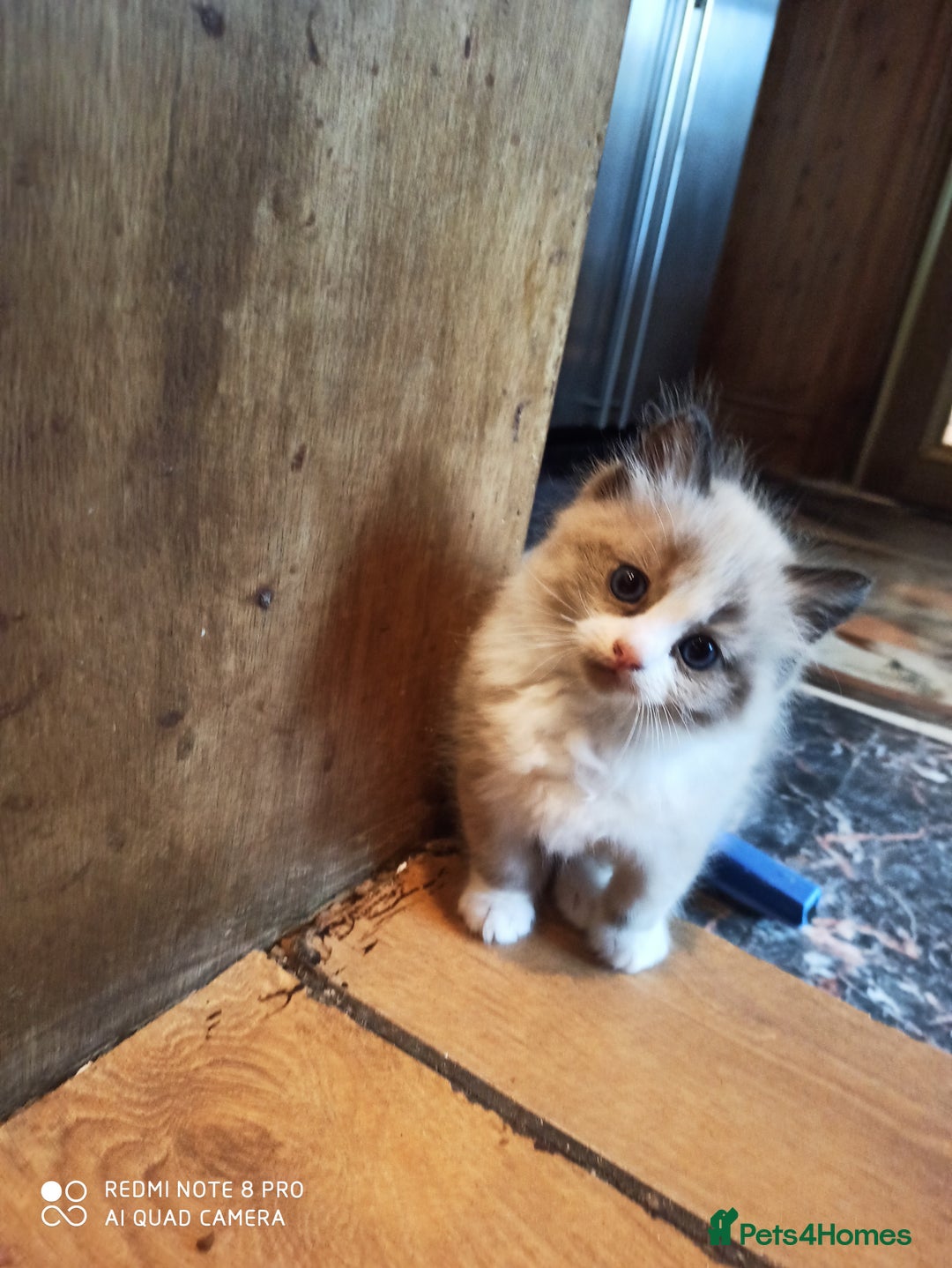 Siberian cats for sale: #4 lovely Siberian male kittens  - Image 11