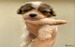Cavapoo dogs for sale: Extensively Health tested F1 Toy Cavapoo puppies - Image 7