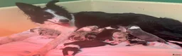 Border Collie dogs for sale: ISDS/KC HEALTH TESTED BORDER COLLIE PUPPIES  - Advert 1