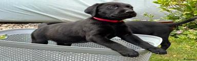 Red collar - male