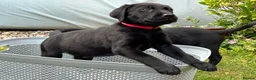 Labrador Retriever dogs for sale: Last two pups left from a stunning KC litter - Advert 25