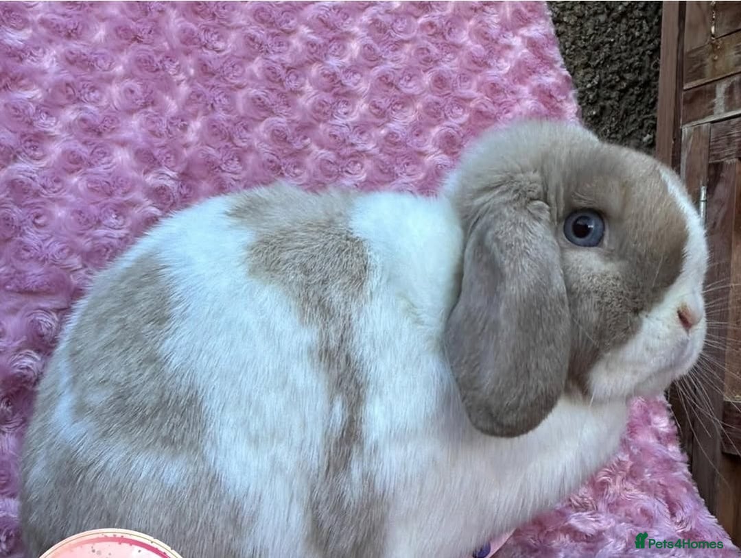 Mini Lop rabbits for sale: Choc Sallander Extreme Looking for a Special Home  - Advert 4