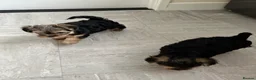 Yorkshire Terrier dogs for sale: Tiny Yorkshire terrier puppy  in Barrow-upon-Humber - Advert 4