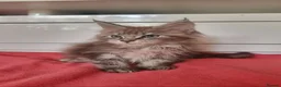 Maine Coon cats for sale: Beautiful Maine Coon Kittens READY TO LEAVE - Advert 21