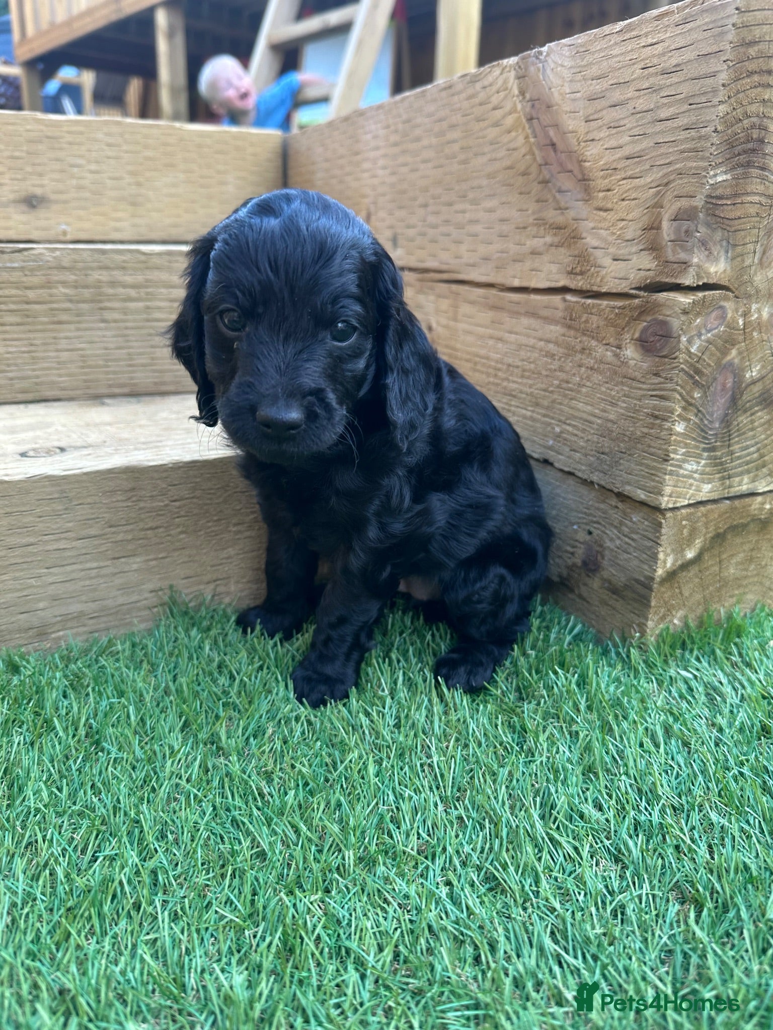 Cockapoo dogs Cockapoo F1B (2 BLACK GIRLS LEFT!) Ready 3 weeks!  - Advert 1