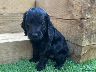 Cockapoo dogs Cockapoo F1B (2 BLACK GIRLS LEFT!) Ready 3 weeks! - Advert 1