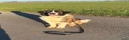 Saint Bernard dogs for sale: 4 beautiful kc reg st bernerd puppies. in Wisbech - Advert 20